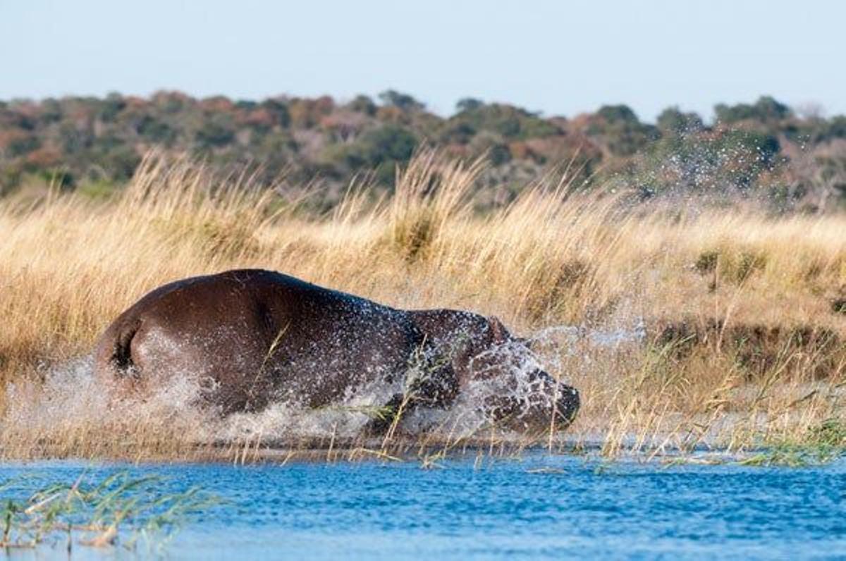 Navegar el río Chobe en honor de David Livingstone