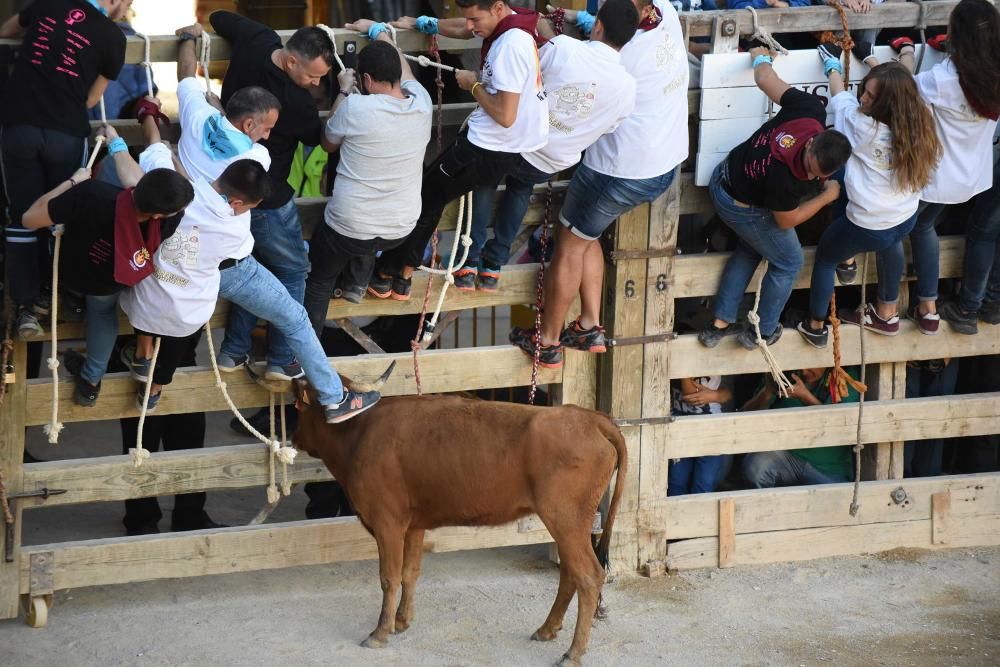 Imatges de la jornada de diumenge del corre de bou de Cardona 2017