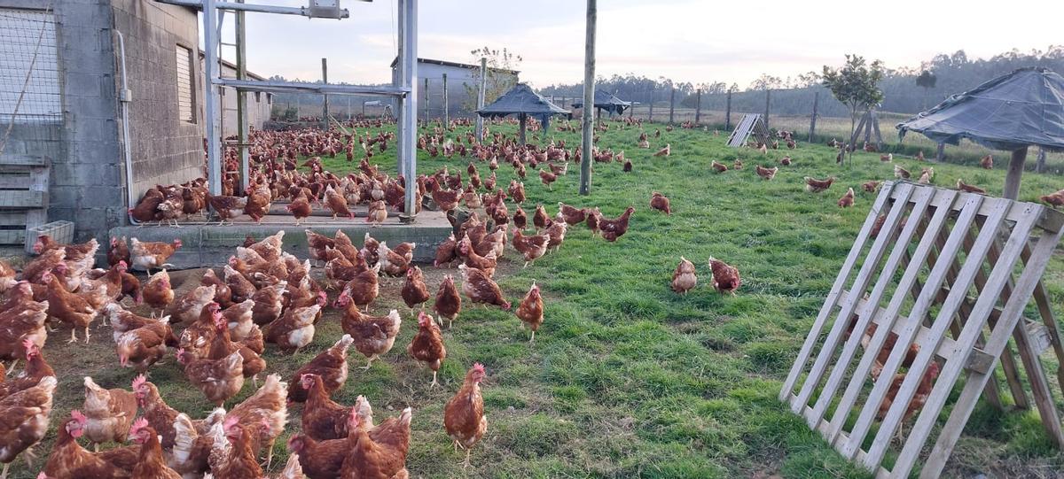 Las gallinas, en una de las fincas de la explotación, cuando salían al exterior.