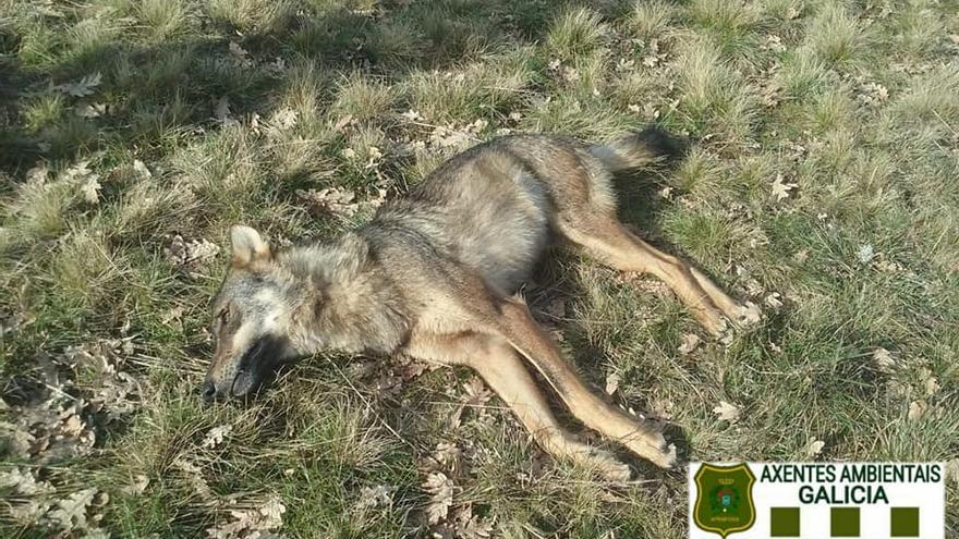 Ejemplar de la hembra de lobo hallada muerta por arma de fuego en Viana. // Axentes Ambientais Galicia