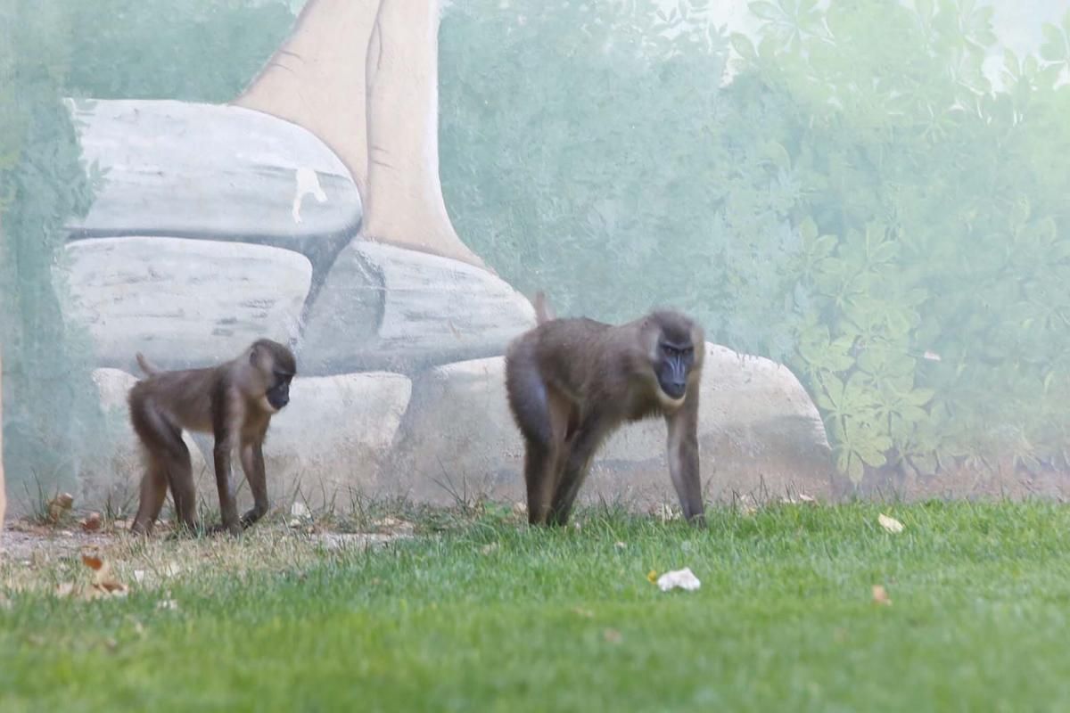 FOTO: Ñandú albino, nuevo inquilino del zoo de Córdoba.