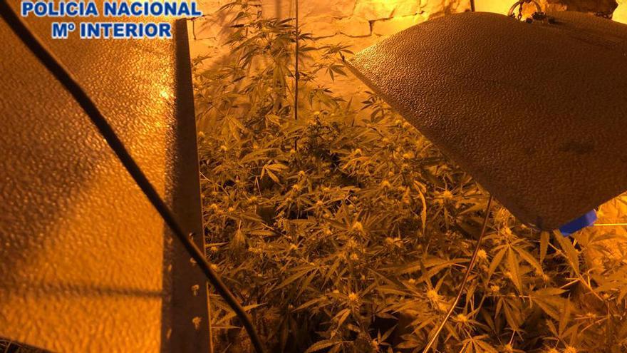 Desmantelan una plantación de marihuana en un piso de Gijón