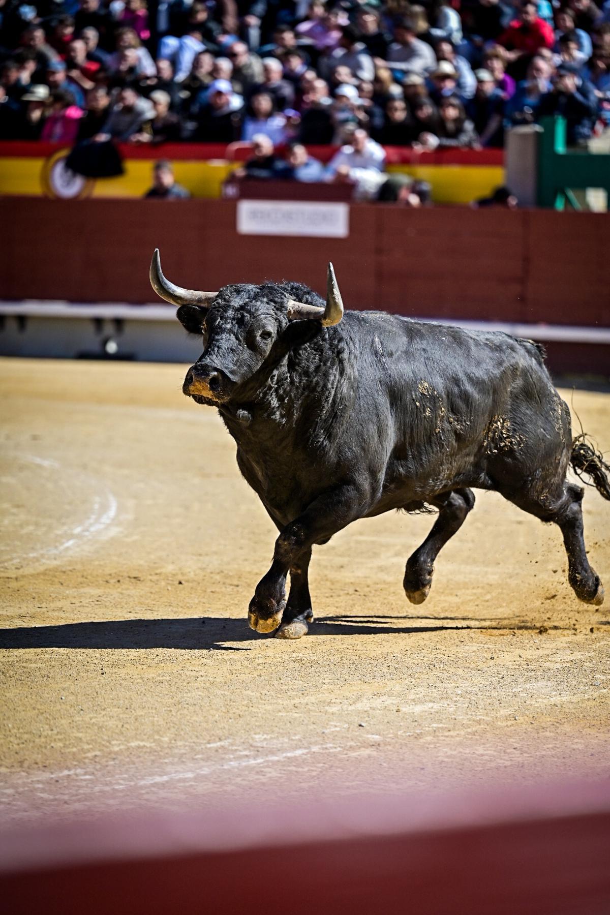 Concurso recortadores