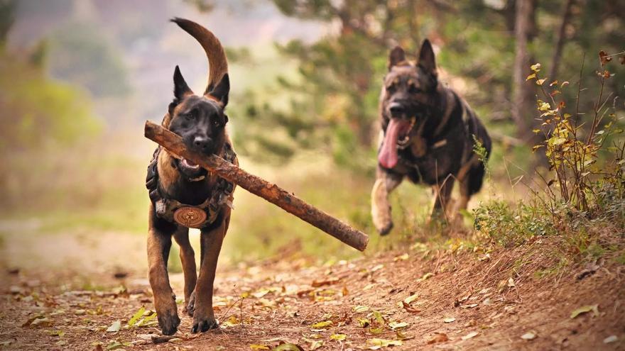 Nace la Federación de Protección de Perros de Caza y profesionales