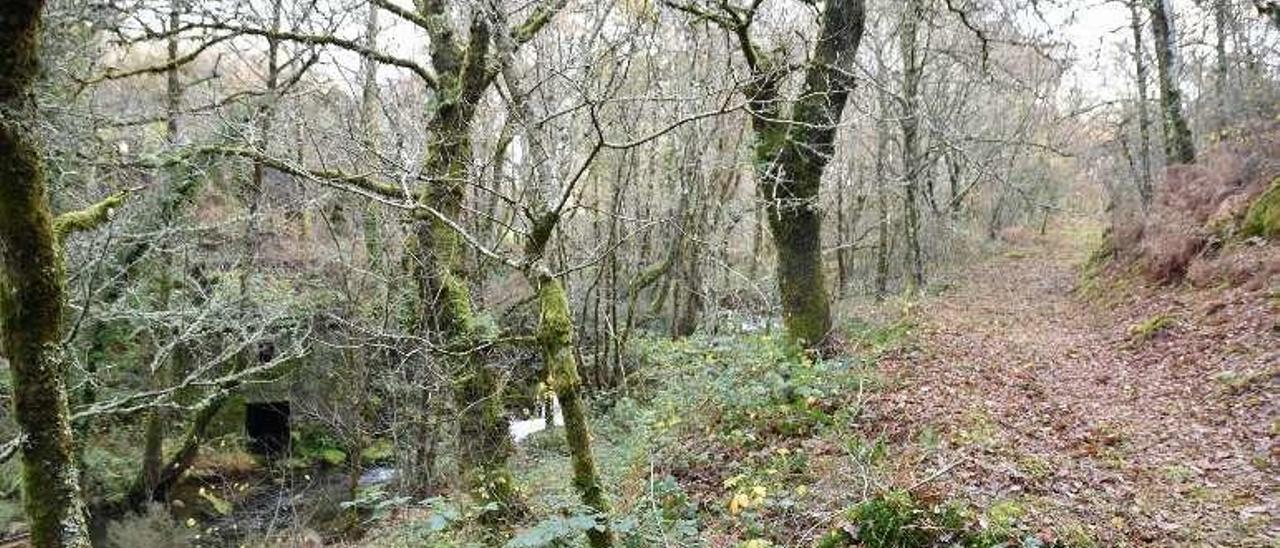 Camino de Fragoso a Souto, ya desbrozado.