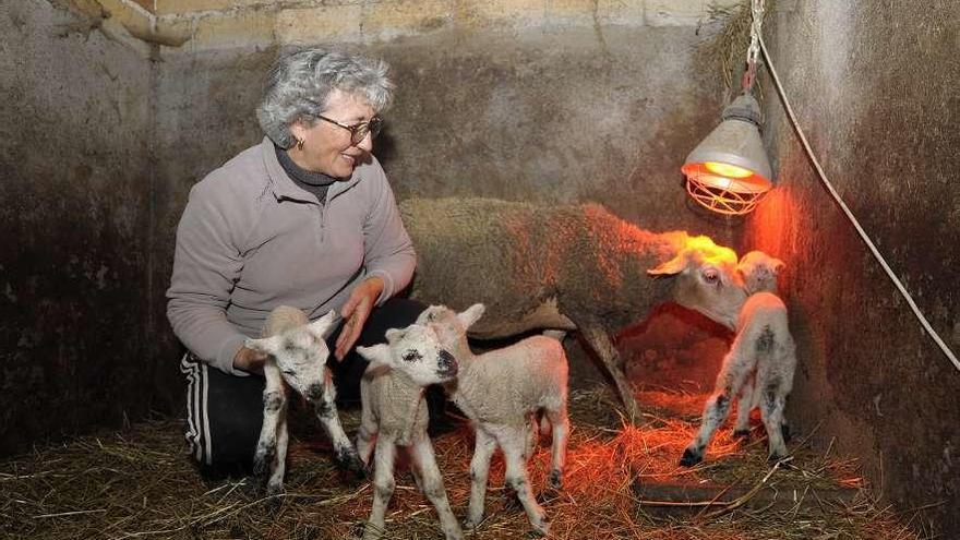 Amparo Troitiño, ayer, junto a la oveja y sus cuatro crías en la cuadra. // Bernabé/Javier Lalín