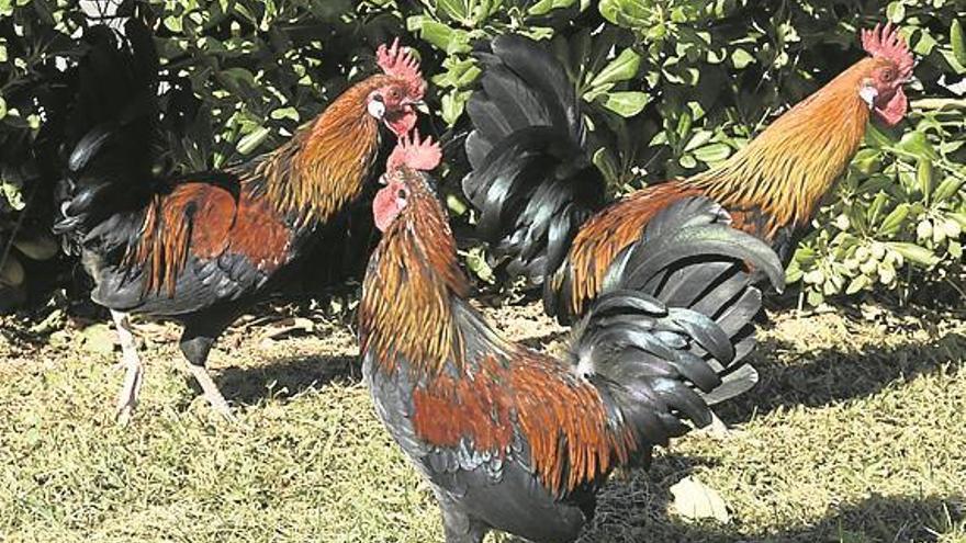 Le piden cárcel por molestar a un vecino con un criadero ilegal de gallos