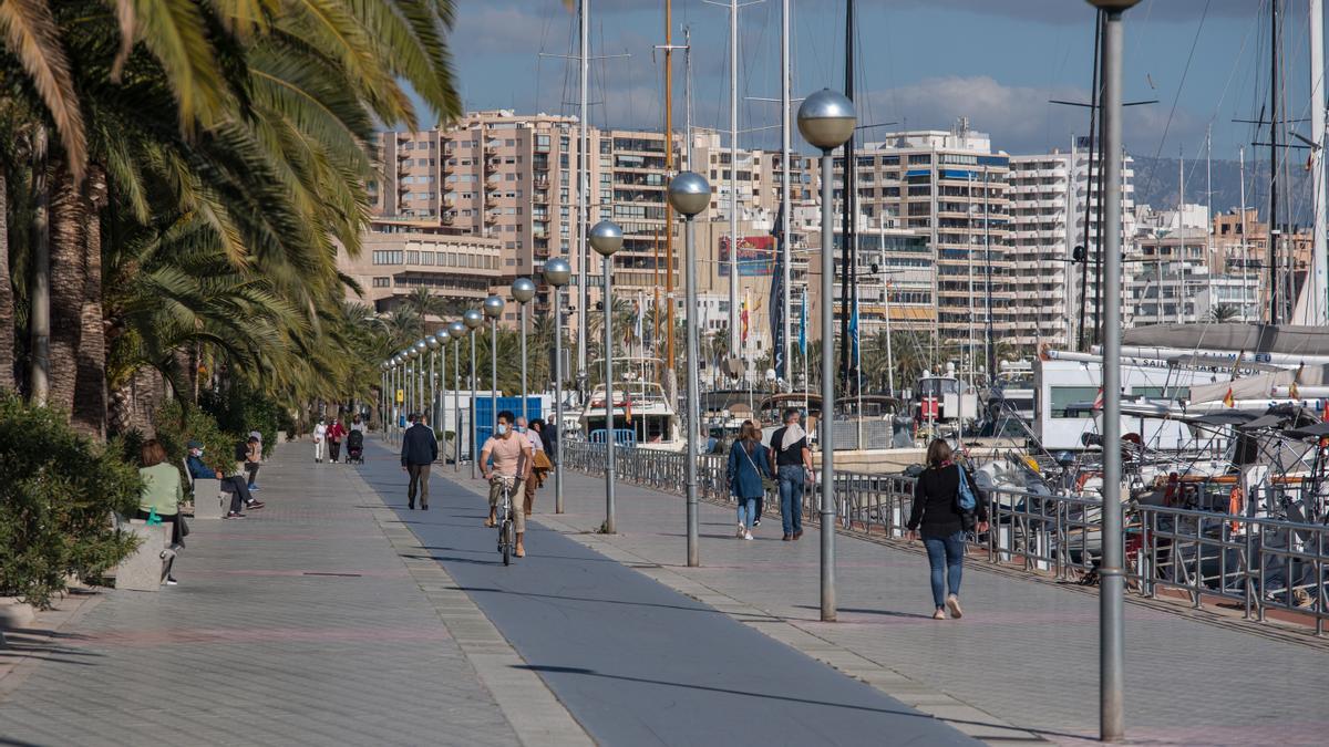 Otra zona con palmeras en el puerto.