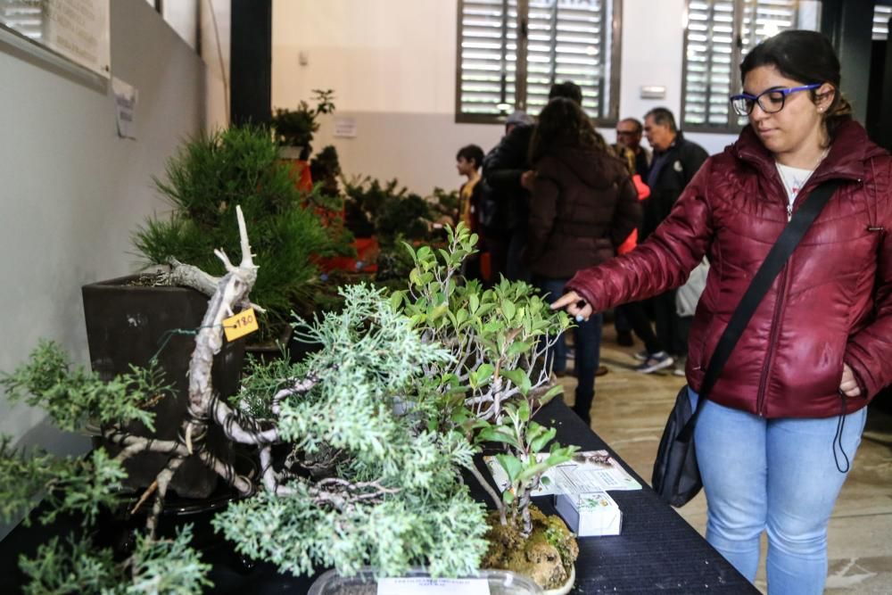 Una exposición muestra 62 ejemplares en La Lonja, algunos con 200 años de antigüedad y exhibición de artes marciales