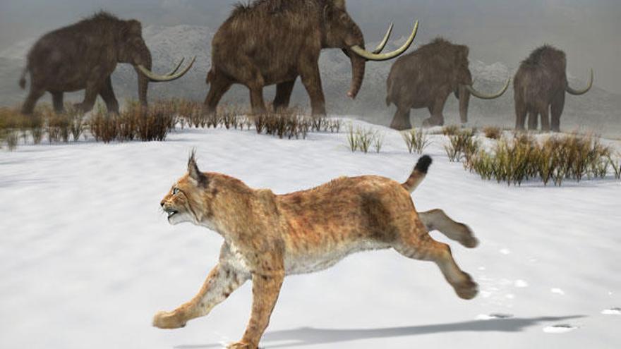 Reconstrucción del Lince Ibérico