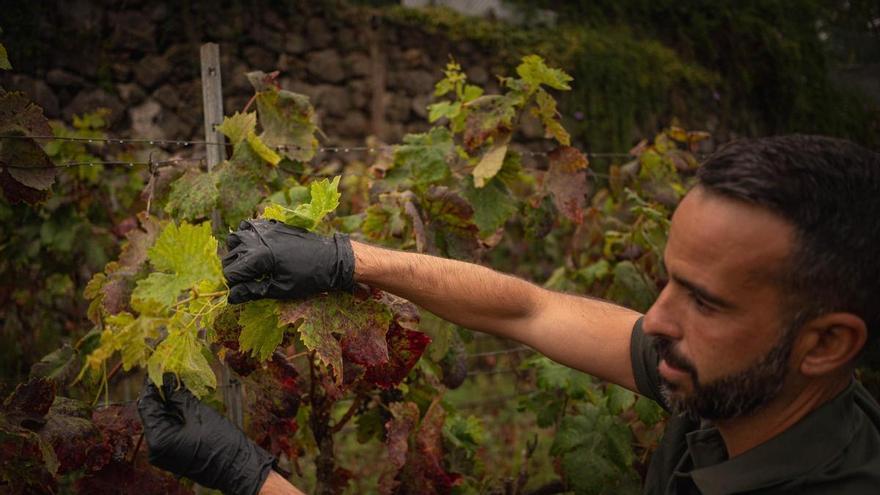 Tenerife Implements Pruning Waste Plan to Combat Phylloxera