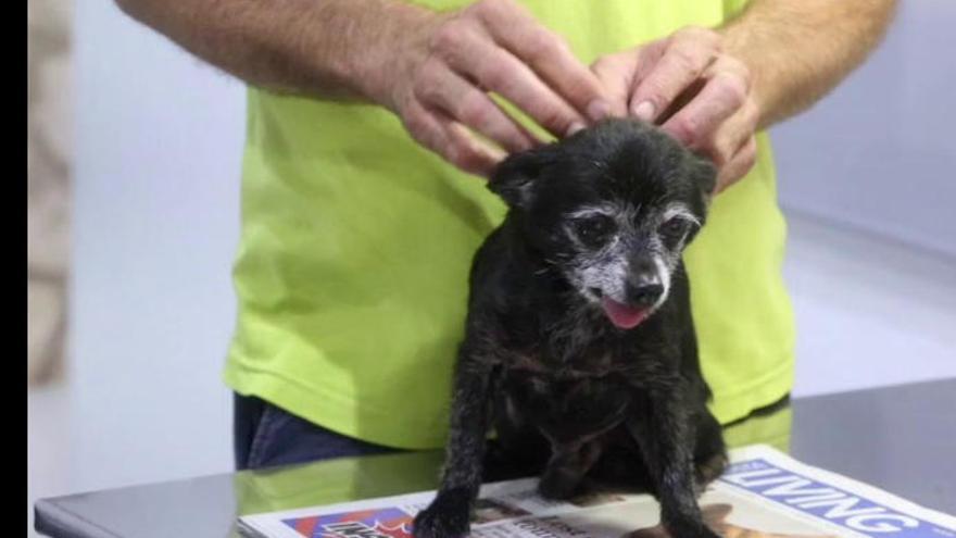 Una familia recupera después de siete años a su perro robado