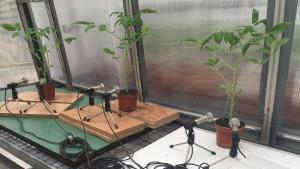 Grabación de los sonidos de tres plantas de tomate cuyos sonidos en un invernadero.medio