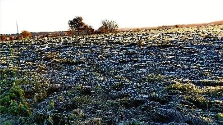 Les mínimes cauen per sota dels 0 graus a la majoria dels municipis gironins