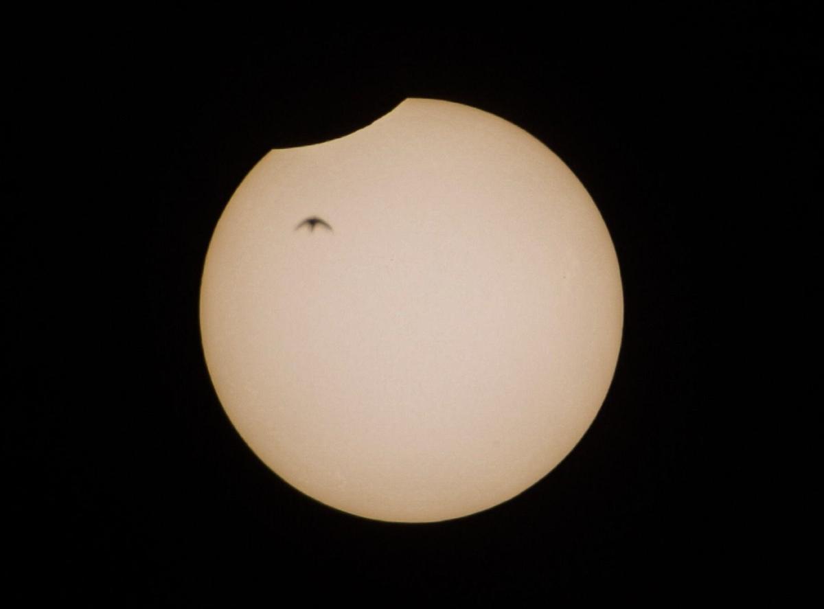 Un vencejo pasa delante del sol durante el eclipse