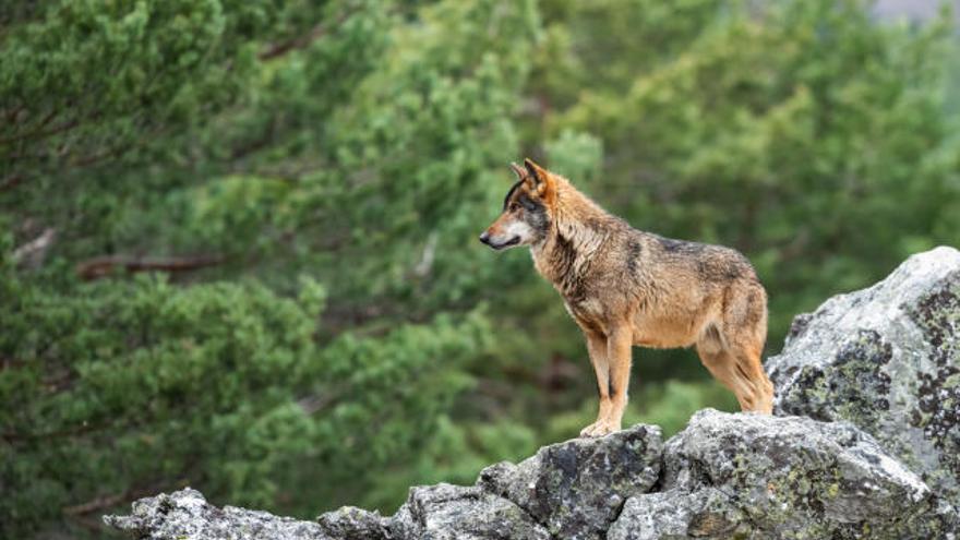 IV Jornadas del lobo ibérico - El lobo en la Sierra de la Culebra