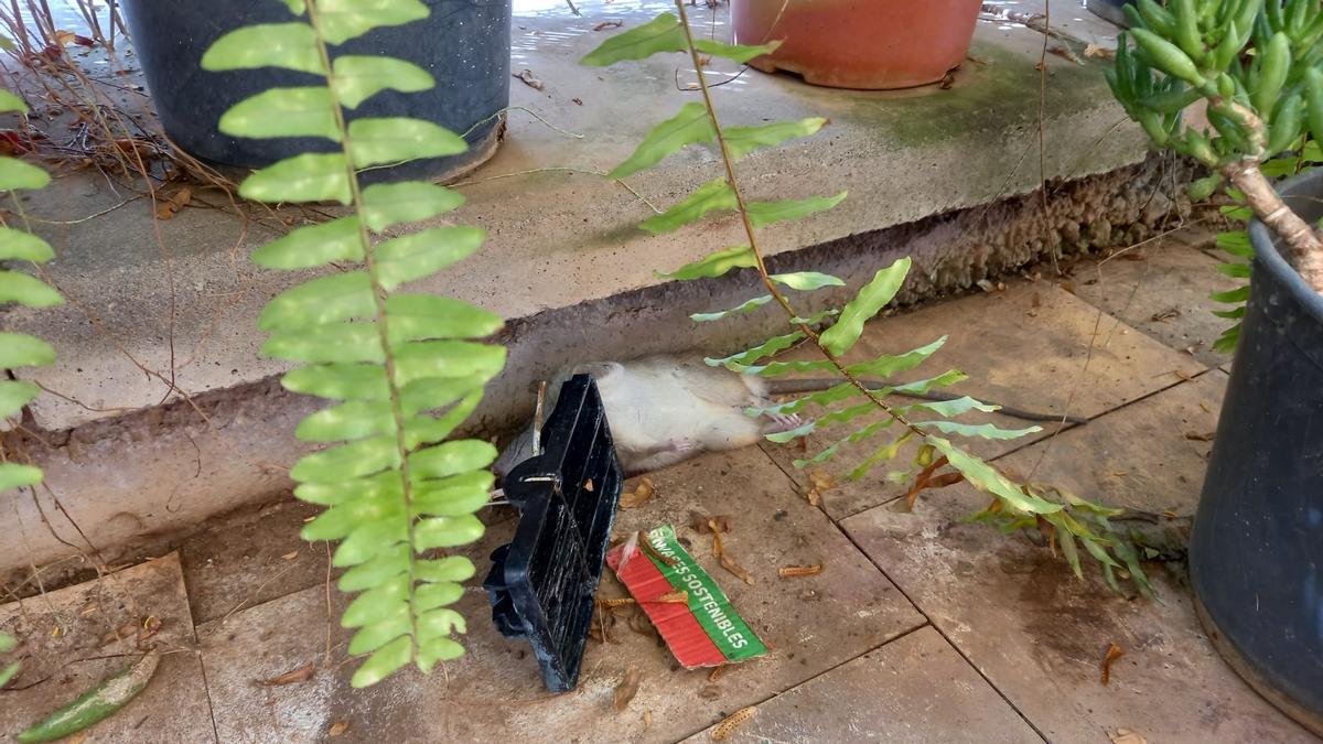 Una de las cuatro ratas que muertas en el patio de una vecina.