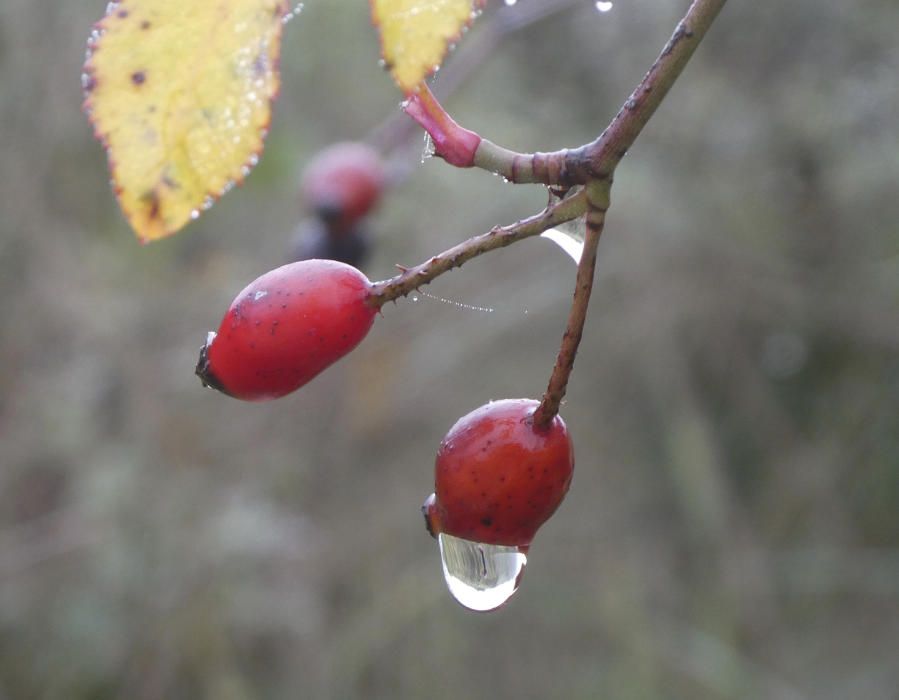 Gota de boira ploranera.