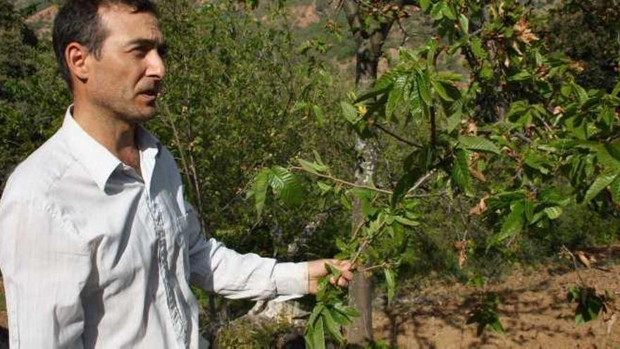 Un agricultor del Valle del Genal muestra los efectos de la avispilla del castaño en los árboles.