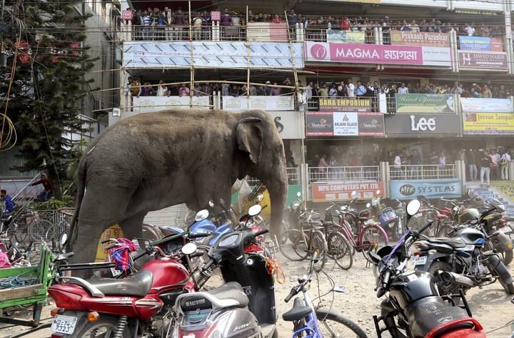 People watch from a shopping complex as a wild elephant moves through a street parked with motorbikes and bicycles after it was tranquilized in Siliguri
