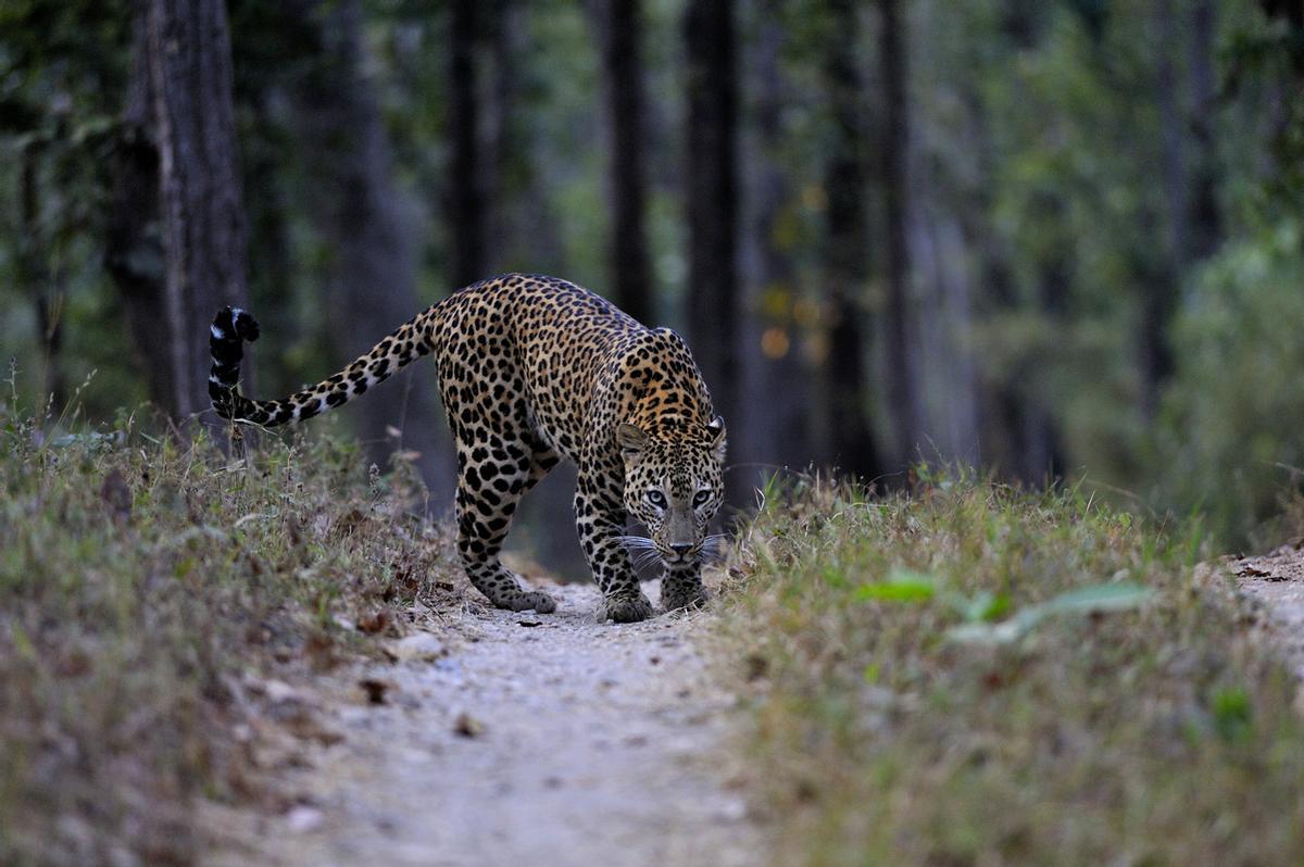 El Parque Nacional de Kanha (Madhya Pradesh) es uno de los mejores santuarios de vida silvestre de la India. Es famoso por albergar una importante población de tigres de Bengala y leopardos indios, compartiendo hábitat con otros grandes depredadores como osos perezosos y el ciervo Barasingha