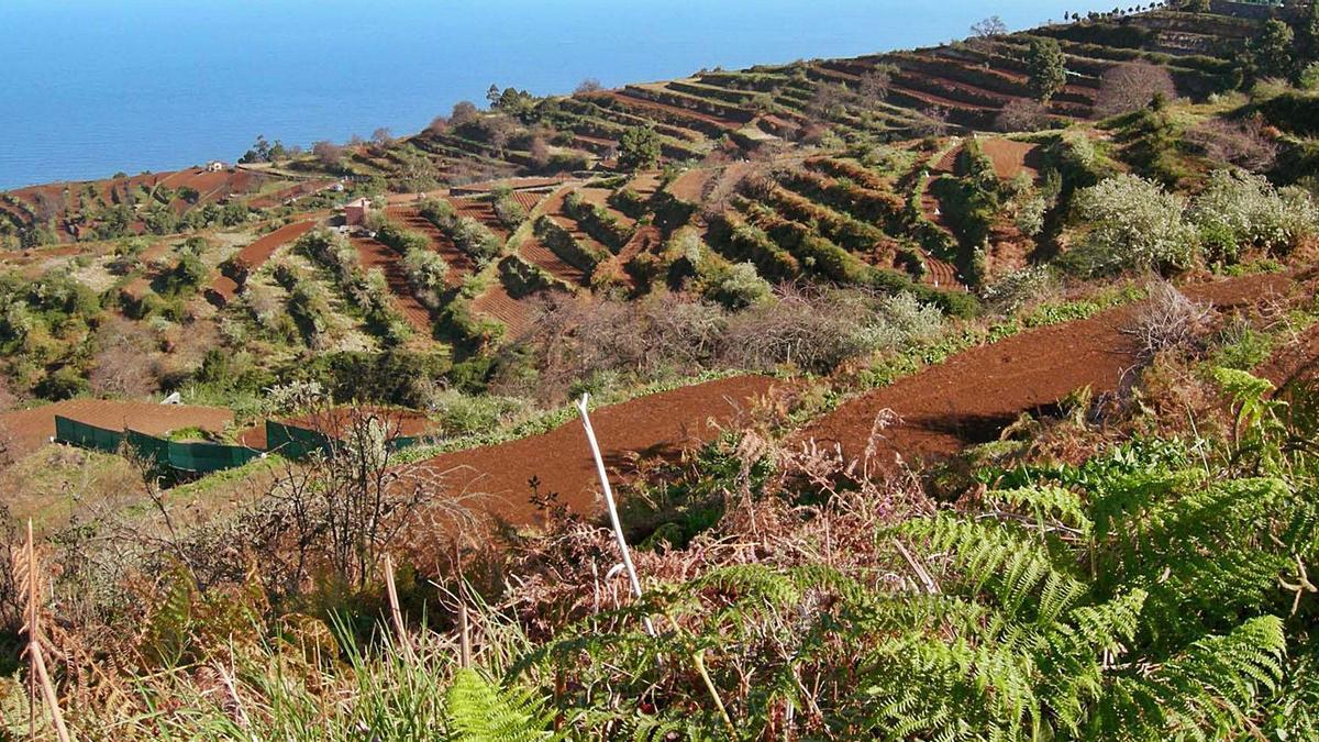 Cultivos en el municipio de La Guancha, en el Norte de la Isla de Tenerife. Naturaleza, flora, huertos y huertas se unen en el paisaje rural .