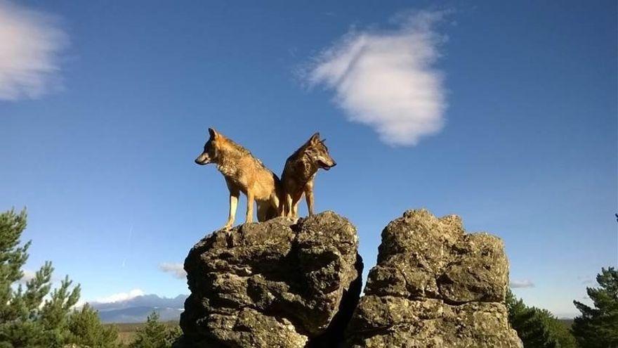 Pareja de lobos