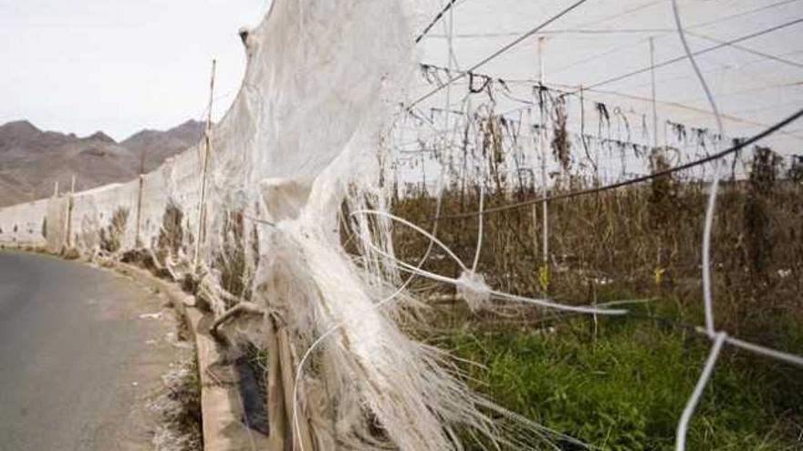 Un invernadero de La Aldea que sufre un alto grado de deterioro.  | josé carlos guerra