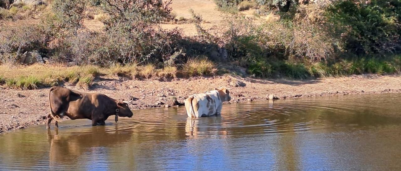 Vacas buscan el frescor en la laguna de una finca de Sayago