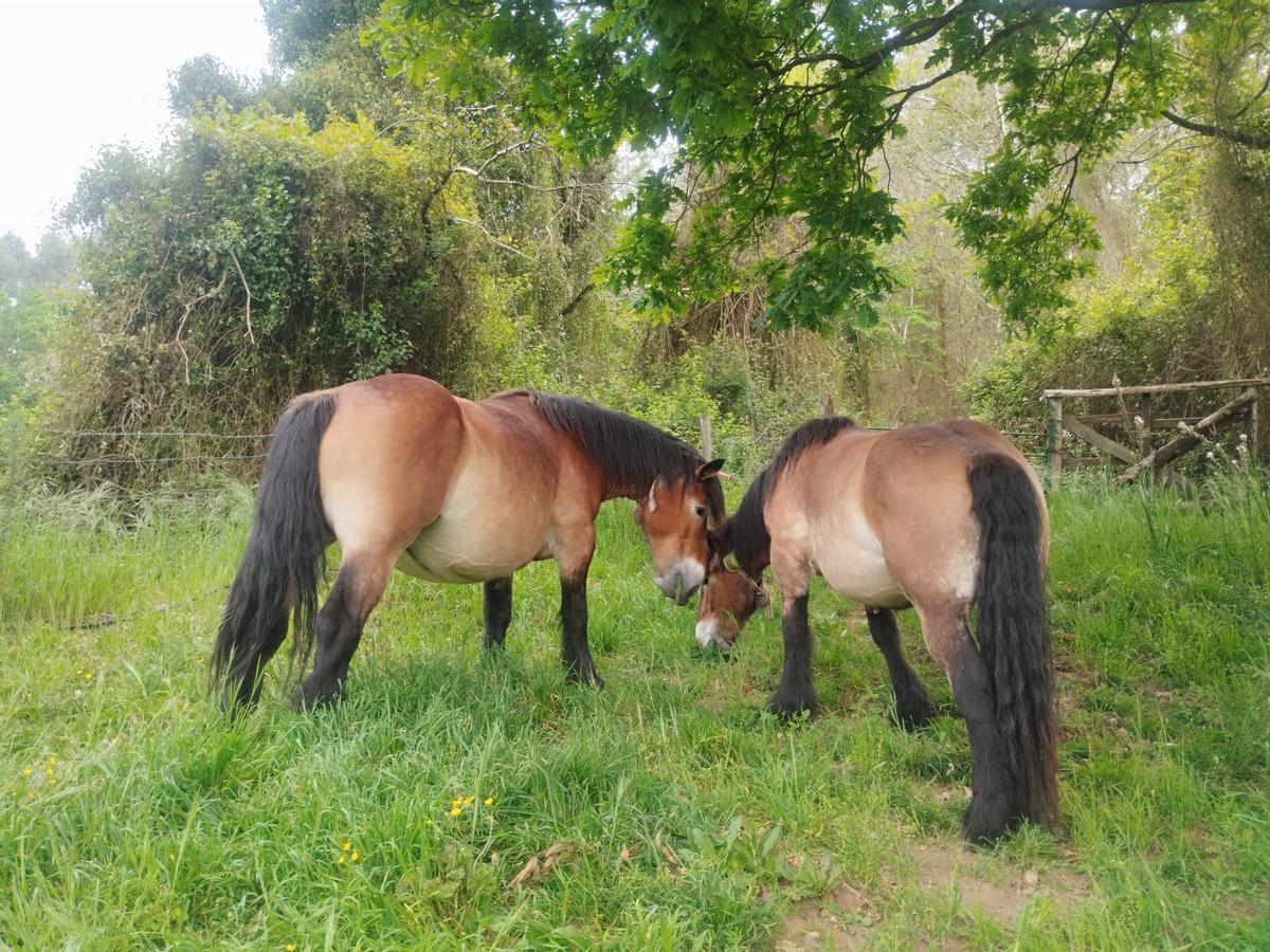 "Simona" y "Dandara" de la ganadería La Borbolla, en Grado.