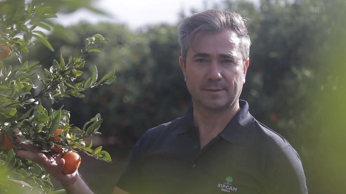 José Vicente Ramírez, Delegado de Marketing Operativo de SIPCAM Iberia, en un cultivo de naranjos tratado con productos de la compañía.