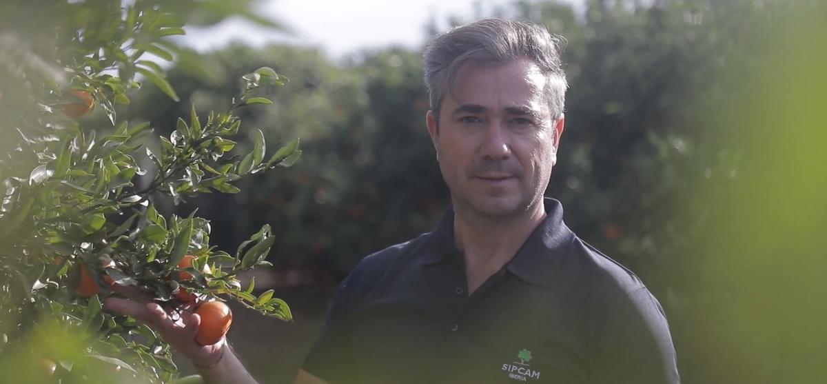 José Vicente Ramírez, Delegado de Marketing Operativo de SIPCAM Iberia, en un cultivo de naranjos tratado con productos de la compañía.