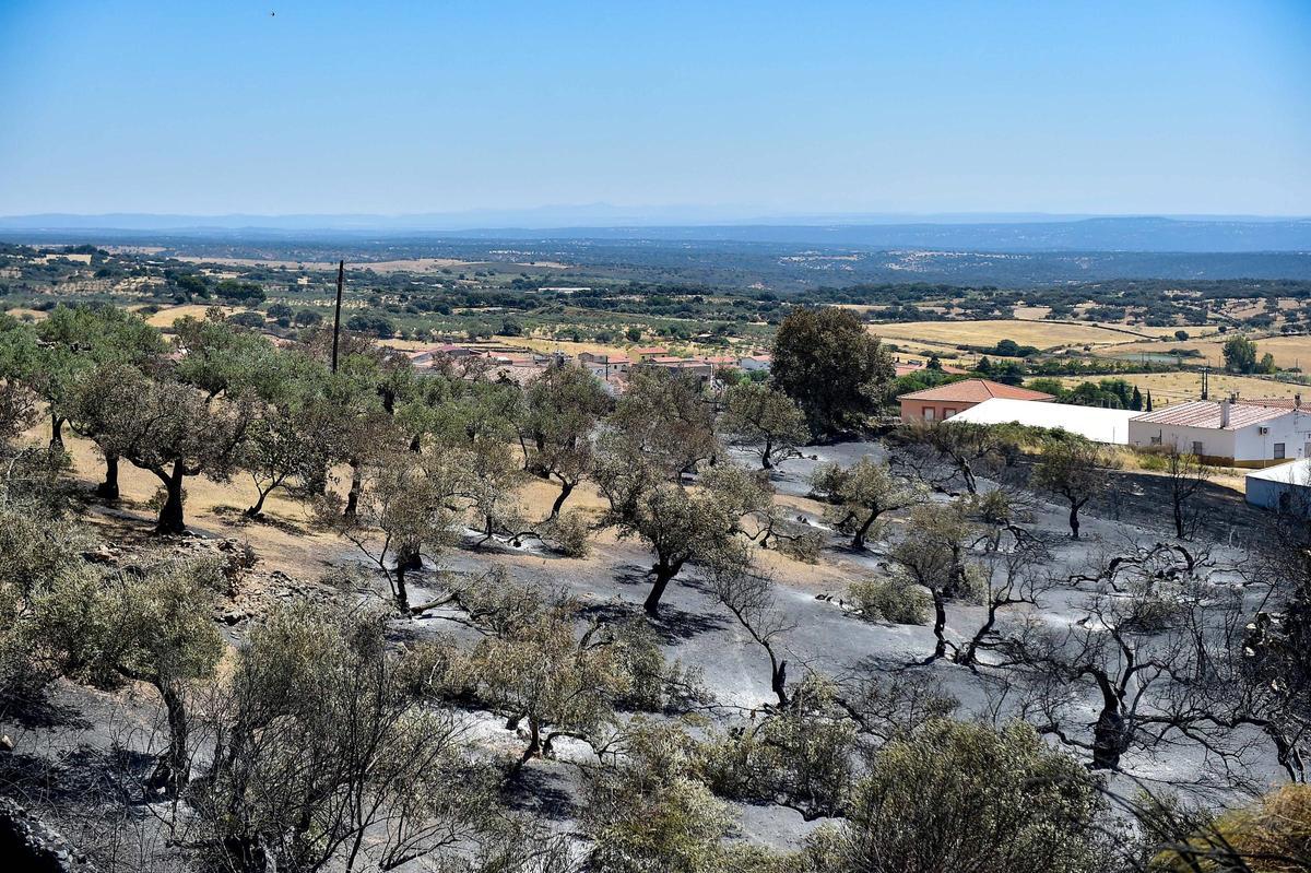 Fotogalería | Así ha quedado la zona de Casas de Millán tras el paso del incendio