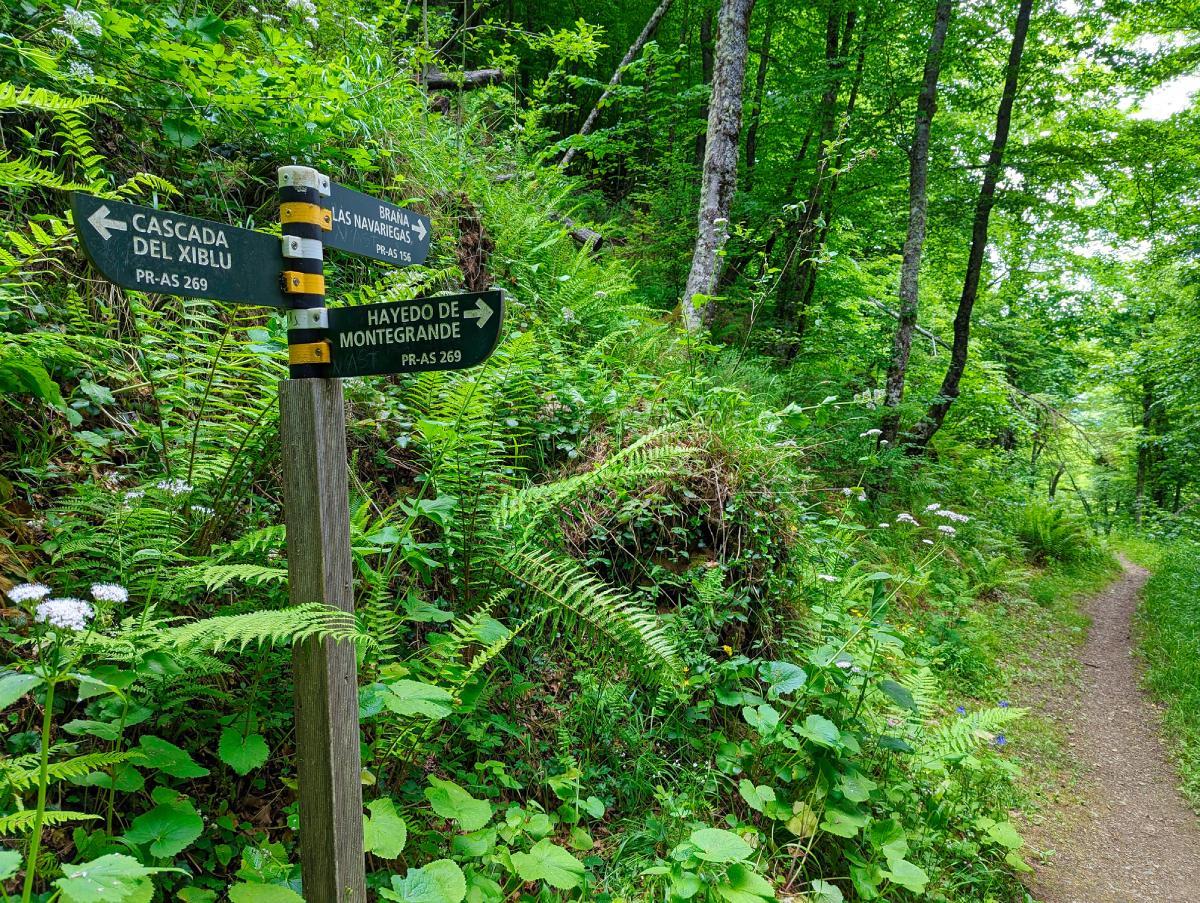 La ruta circular del Hayedo de Montegrande (Teverga, Asturias)