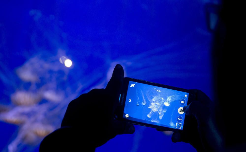 Inauguración de la muestra sobre medusas en el Oceanogràfic de València.