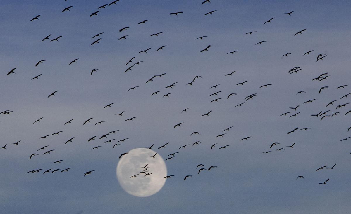 Cientos de aves sobrevuelan al atardecer el marjal.
