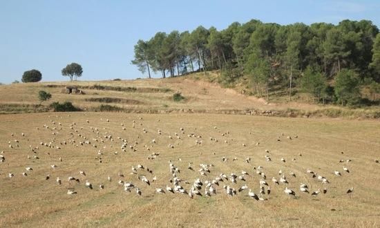 Cigonyes mortes a Navàs