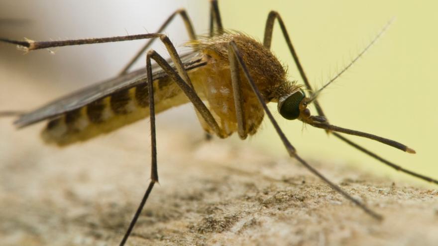 Adiós a los mosquitos en la habitación: el vaso que debes colocar al lado de la ventana para evitar que entren