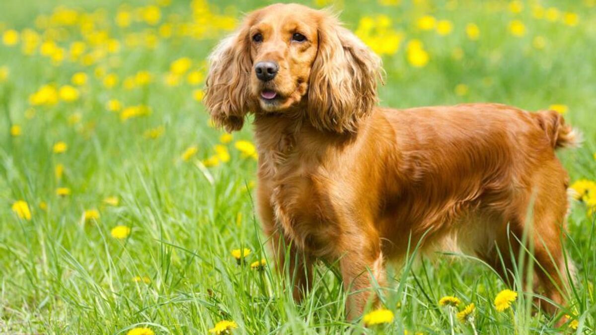 Cocker.