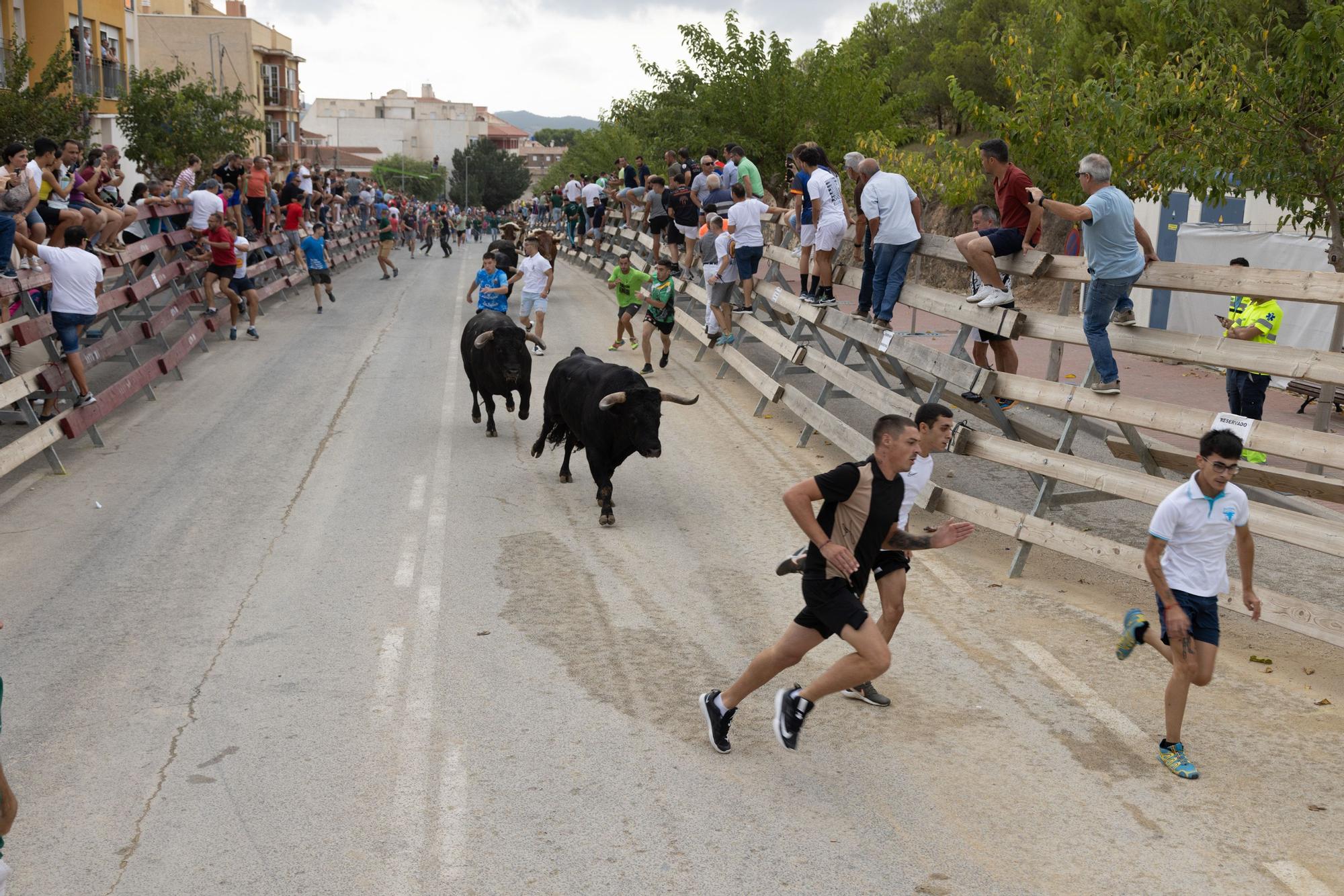 Tercer encierro de la Feria Taurina del Arroz en Calasparra