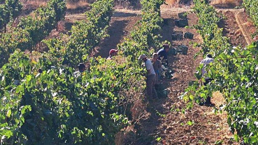 Temporeros recolectan uva en un viñedo del término municipal de Toro.