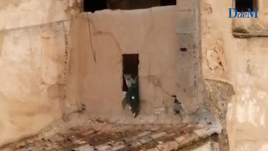 Revuelo en sa Calatrava por un gato atrapado en el convento de las Jerónimas