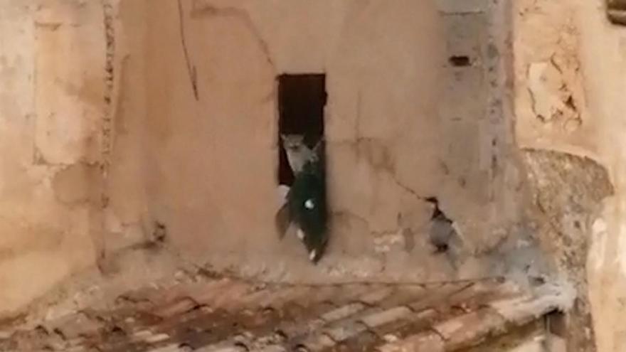 La cuidadora llama a la gata del convento de las Jerónimas de Palma