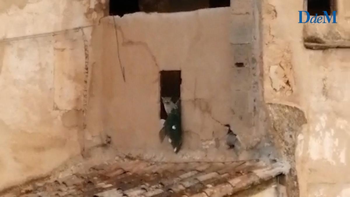 VIDEO | Revuelo en sa Calatrava de Palma por un gato atrapado en el convento de las Jerónimas
