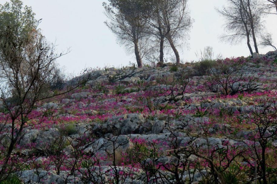 Las flores salpican la Granadella.