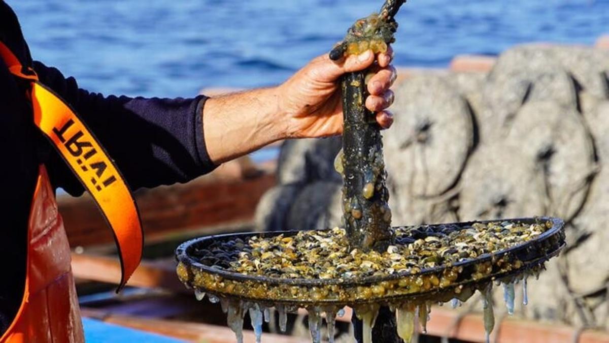 Cuando supera los 2 milímetros, la semilla se traslada a sistemas de cultivo flotantes para su preengorde.