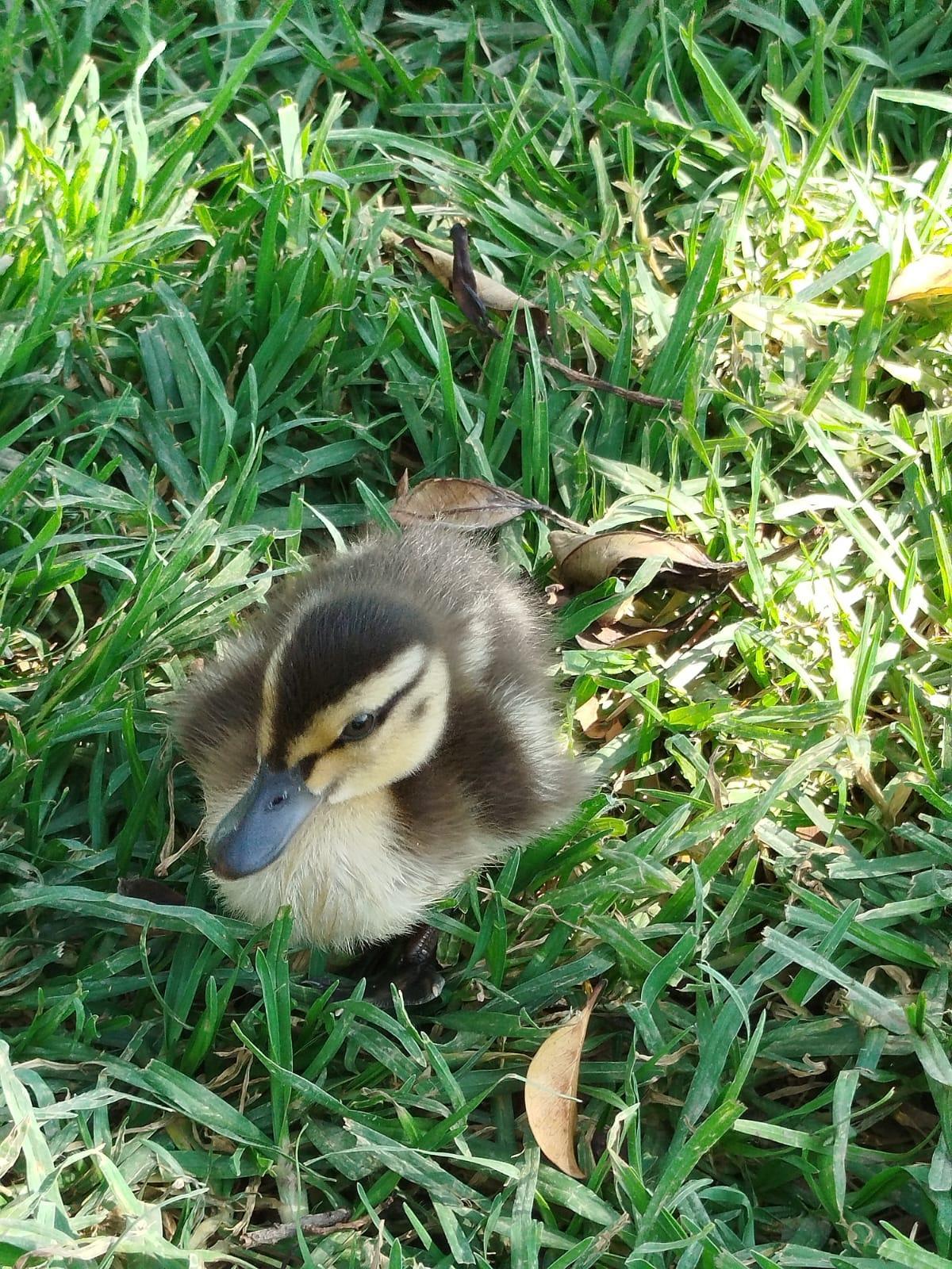 Patos en la zona de recreo de los bañistas