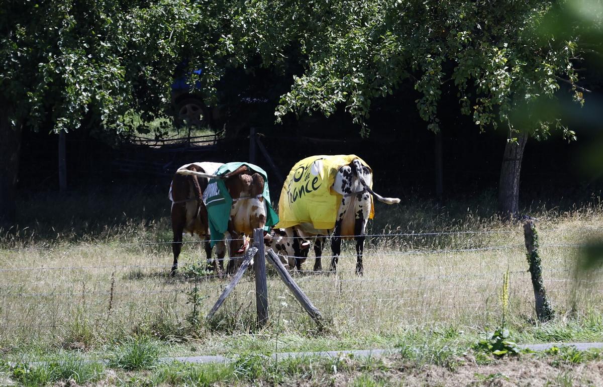 Tour de Francia: etapa 6, en imágenes EFE/EPA/MARTIN DIVISEK