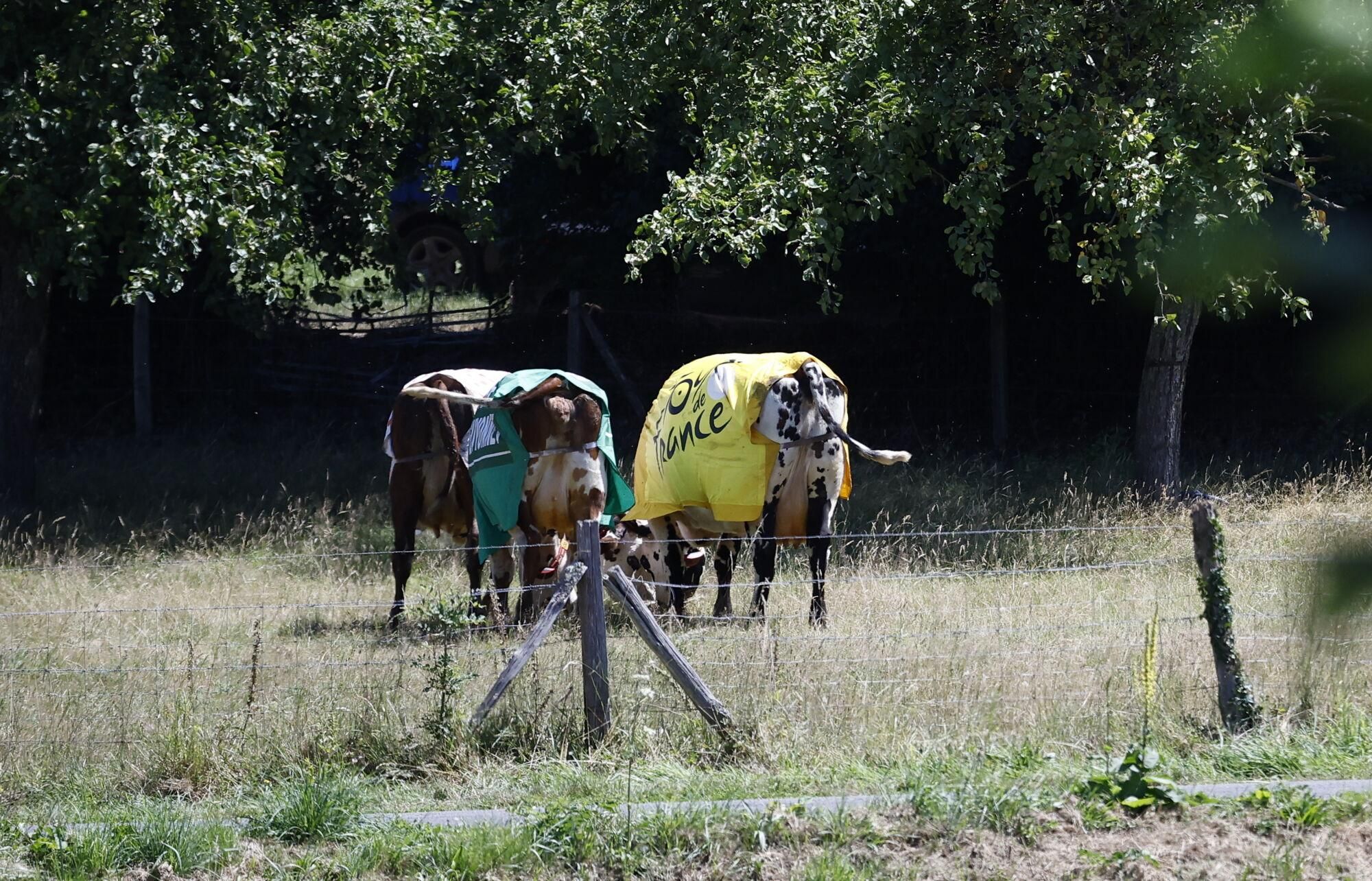 (France), 10/07/2025.- Cows dressed in Tour de France jerseys graze during the 6th stage of the Tour de France cycling race over 201.5km from Bayeux to Vire Normandie, France, 10 July 2025. (Ciclismo, Francia) EFE/EPA/MARTIN DIVISEK