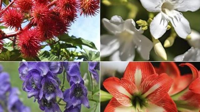 Les plantes més verinoses del món.